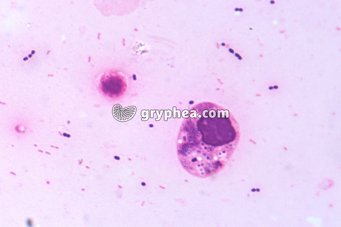 Phagocytose x400 - gryphea.com